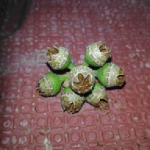 Ukayliptus Seeds