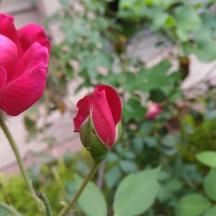 Rose With bud